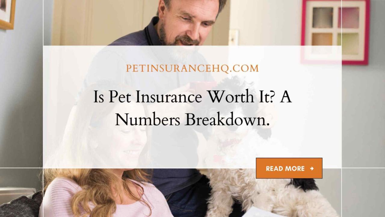 Pet Insurance: Is It Worth the Investment?